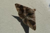 Dysgonia algira