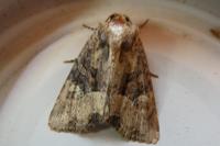 Mesapamea secalella/secalis