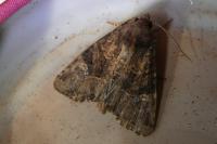 Mesapamea secalella/secalis