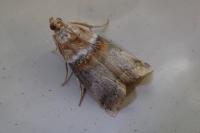 Acrobasis tumidana