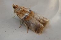 Acrobasis tumidana