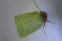 Bena bicolorana