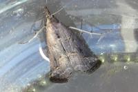 Schrankia costaestrigalis