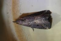 Schrankia costaestrigalis
