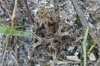 Sideridis rivularis