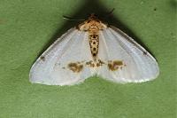 Abraxas pantaria