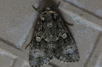 Craniophora ligustri