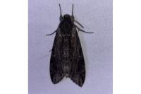 Agrius convolvuli