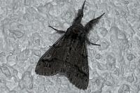 Gynaephora fascelina