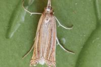Ancylolomia palpella