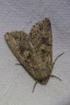 Anarta trifolii