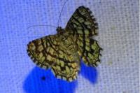 Chiasmia clathrata