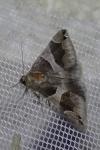 Dysgonia algira