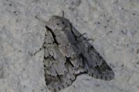 Acronicta psi/tridens