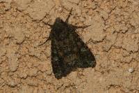 Mamestra brassicae