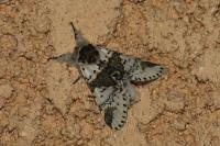 Furcula bicuspis