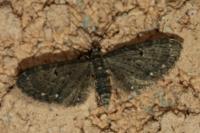 Eupithecia tripunctaria