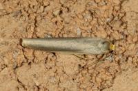 Eilema caniola
