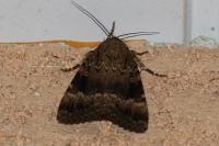 Amphipyra pyramidea
