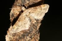 Gymnoscelis rufifasciata