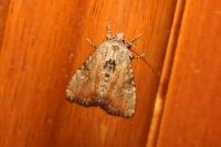 Apamea scolopacina