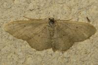 Idaea aversata