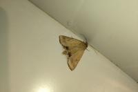 Helicoverpa armigera