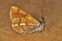 Bupalus piniaria