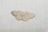 Idaea seriata