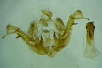 Oligia versicolor