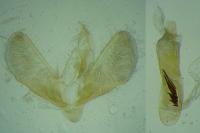 Scoparia conicella