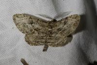 Peribatodes rhomboidaria rhomboidaria