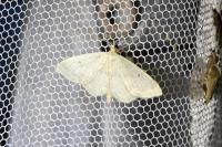 Idaea