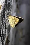 Chiasmia clathrata