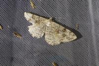Alcis repandata