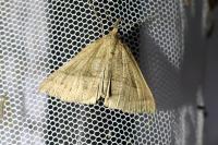Hypena proboscidalis