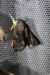Noctua janthe/janthina