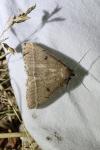 Zanclognatha zelleralis