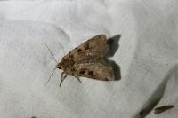 Xestia ditrapezium