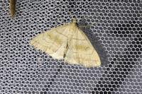 Herminia tarsicrinalis