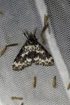 Lymantria monacha