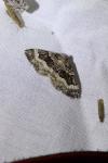 Epirrhoe alternata