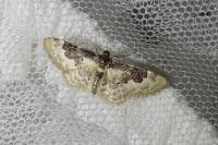 Idaea rusticata