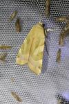 Noctua fimbriata