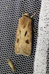 Agrotis exclamationis exclamationis