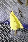Opisthograptis luteolata