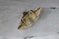 Habrosyne pyritoides