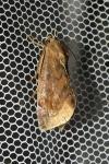 Cosmia pyralina
