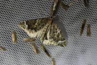 Eulithis prunata