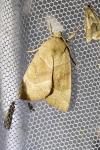 Cosmia trapezina
